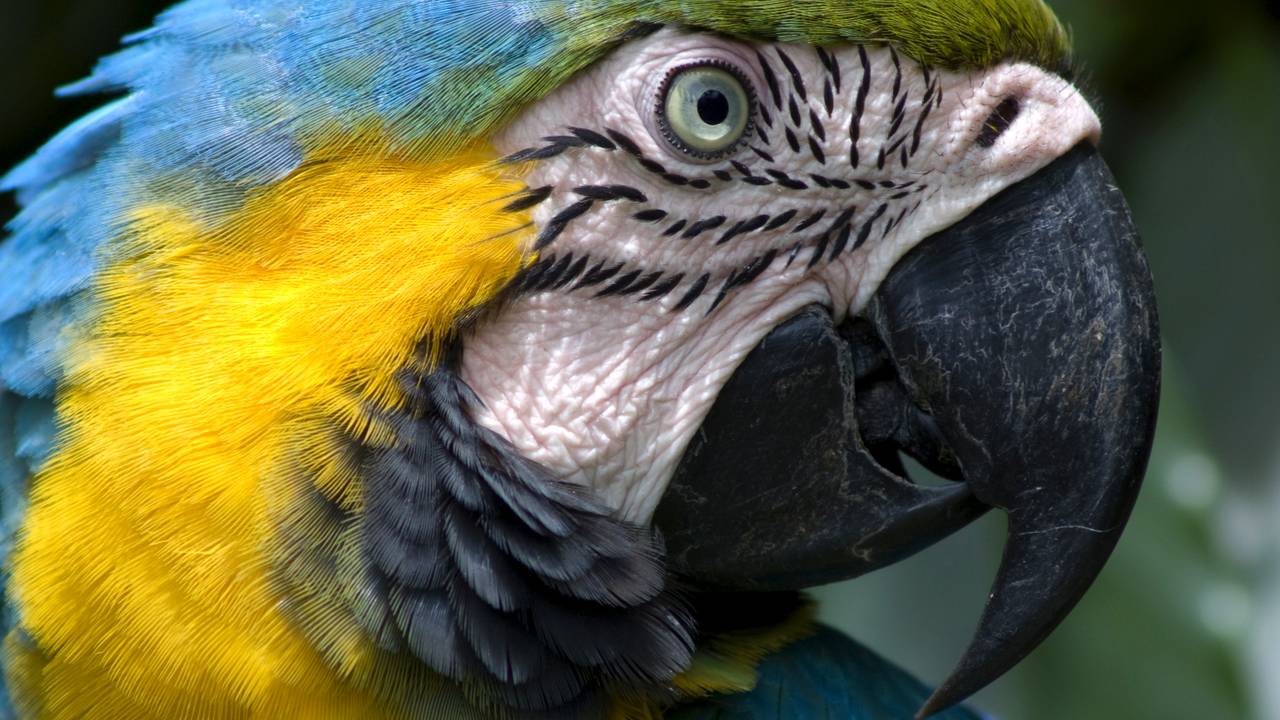 De dader had op de achterkant van zijn jas een afbeelding van een papegaai.