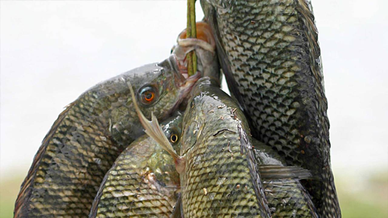 Tilapia (foto: Niall Crotty/Wikipedia)
