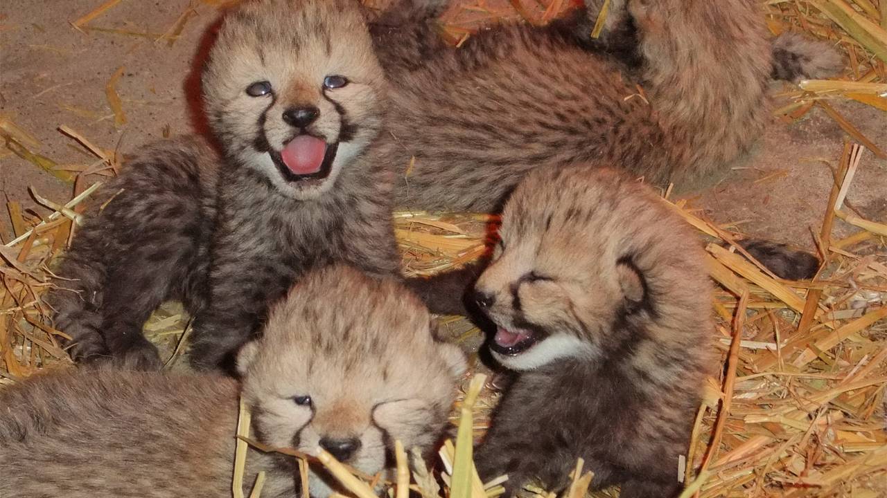 Het Zoo Parc Overloon blijft open (foto: Zoo Parc Overloon)