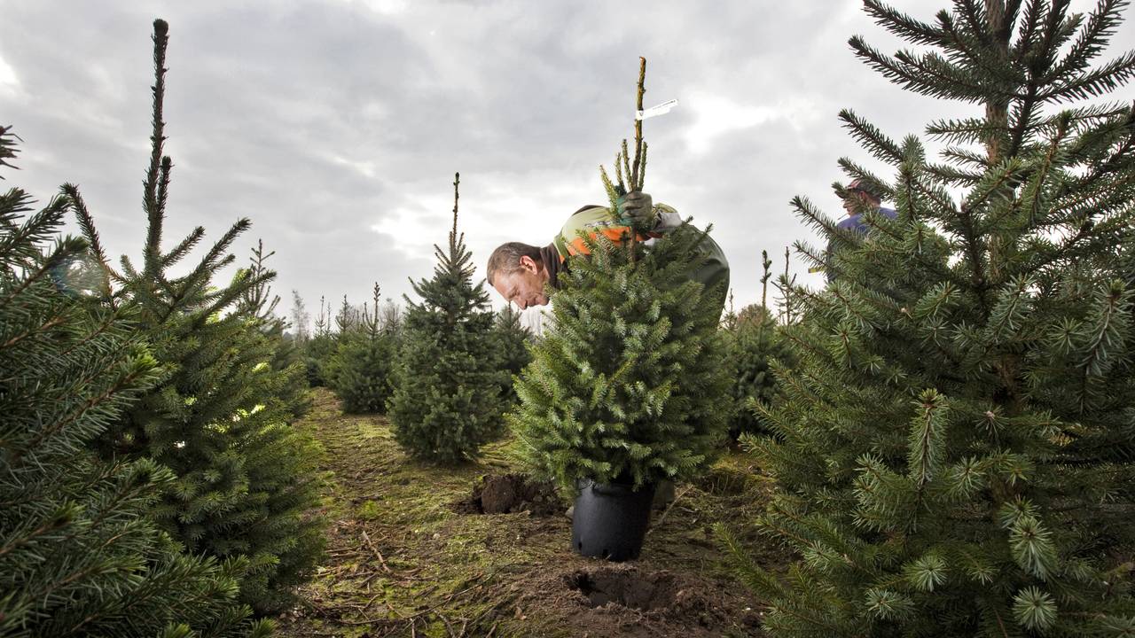 Kerstboom wordt wensboom