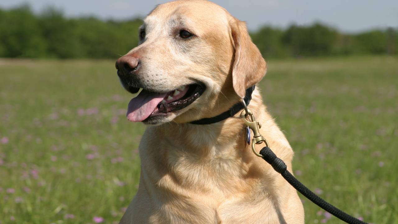 Wandelaar met hond bedreigd