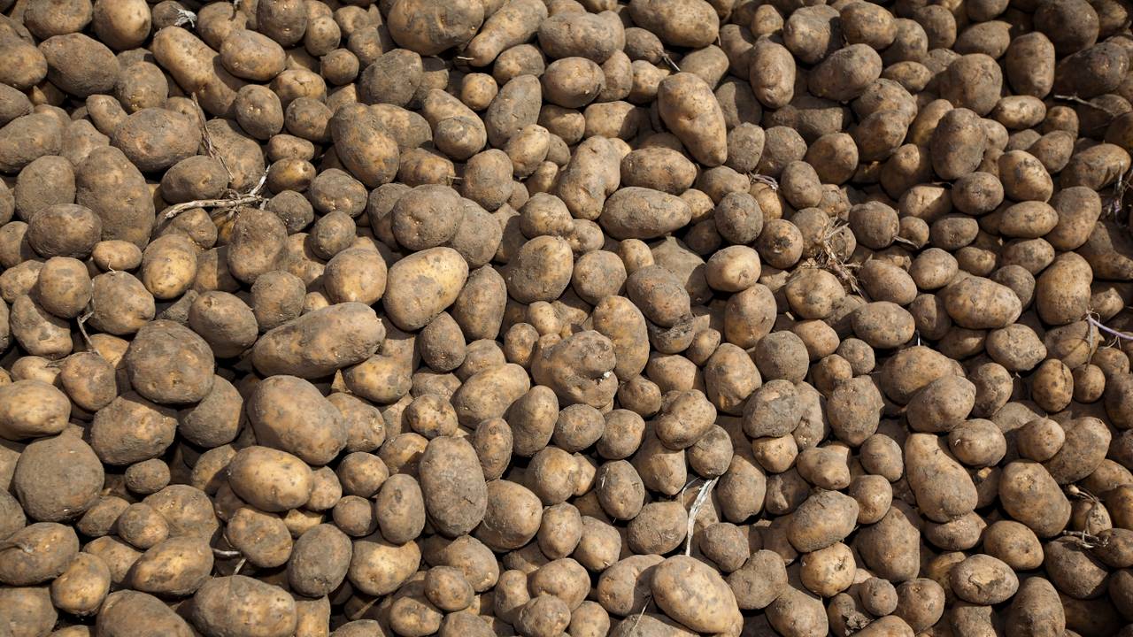 De boer beregende zijn aardappelen met water uit een brandweerput. (Foto: ANP)