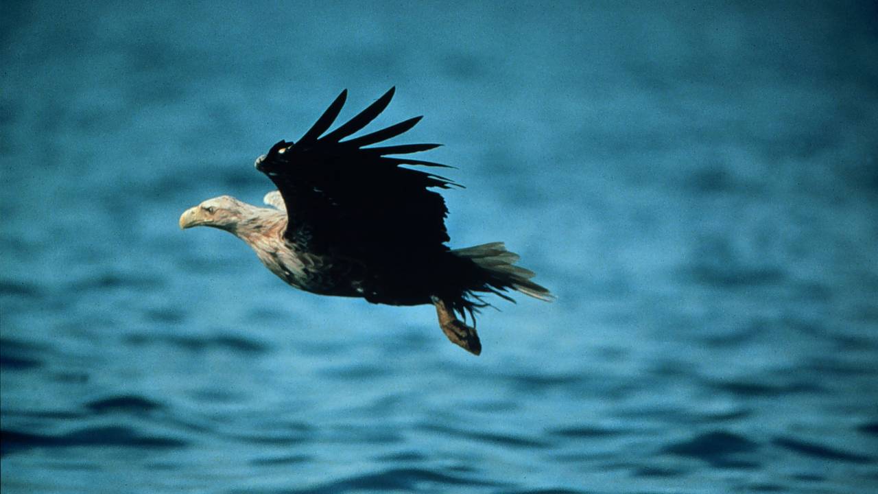 Drie babyzeearenden in nest Biesbosch.
