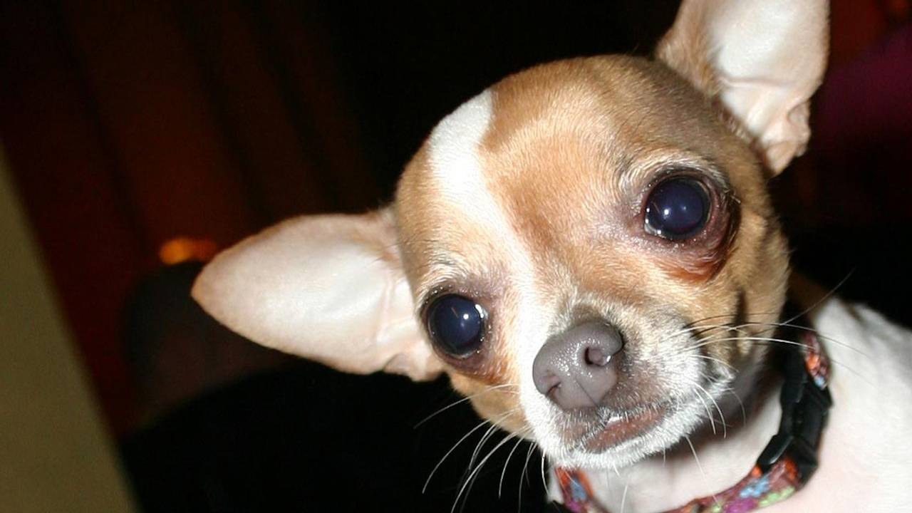 Chihuahua (archieffoto)