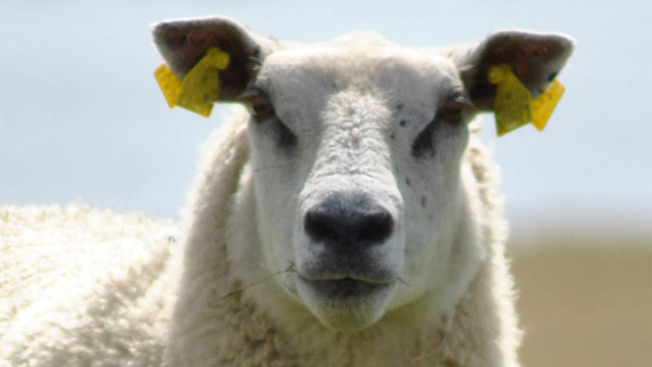 De schapen van Jan Vos worden vermist (archieffoto)