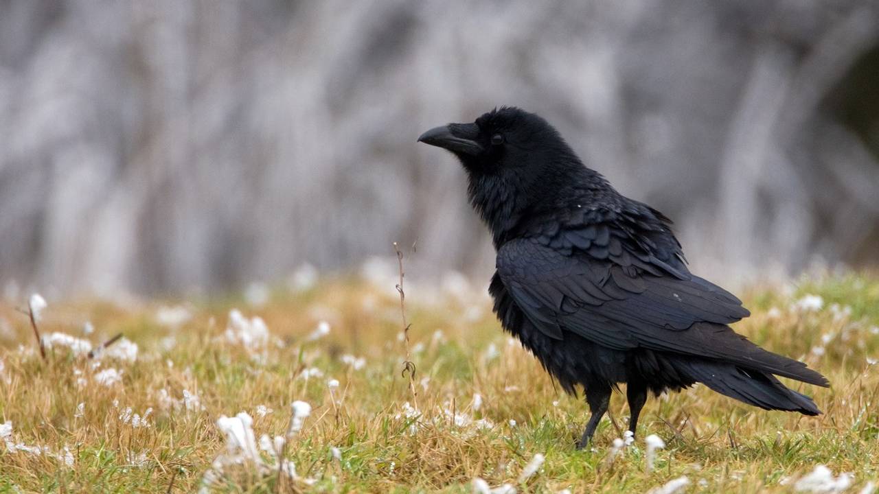 Foto: Marc Gottenbos