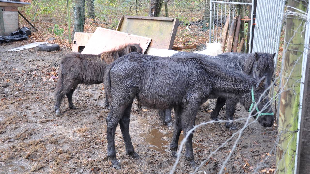 Foto's: Dierenbescherming