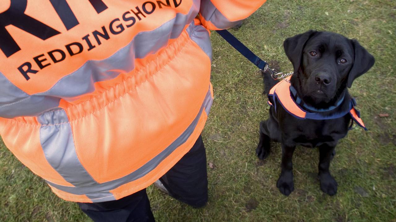 Tientallen reddinsghonden werden ingezet. (ANP)