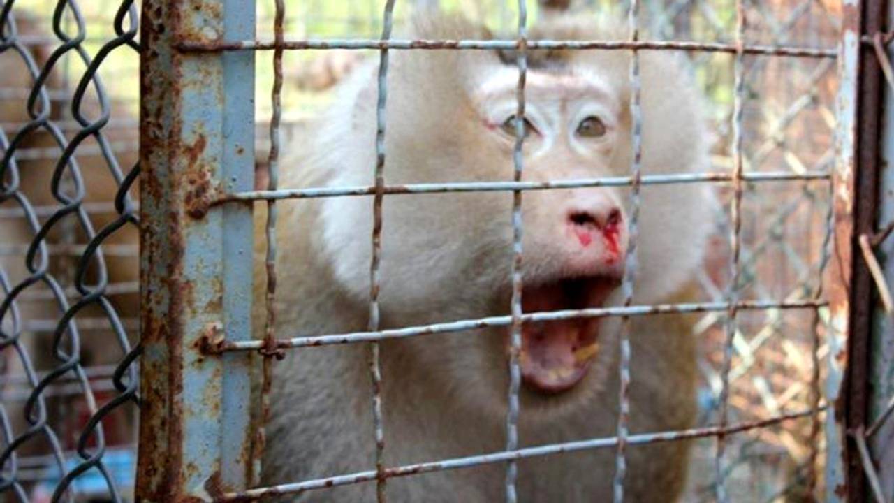 Aap gewond door Thaise ambtenaren