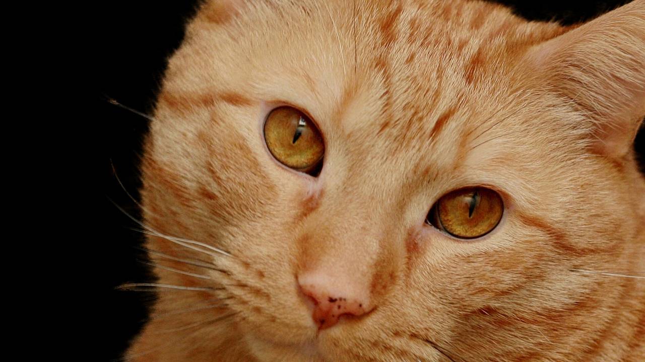 Archieffoto.