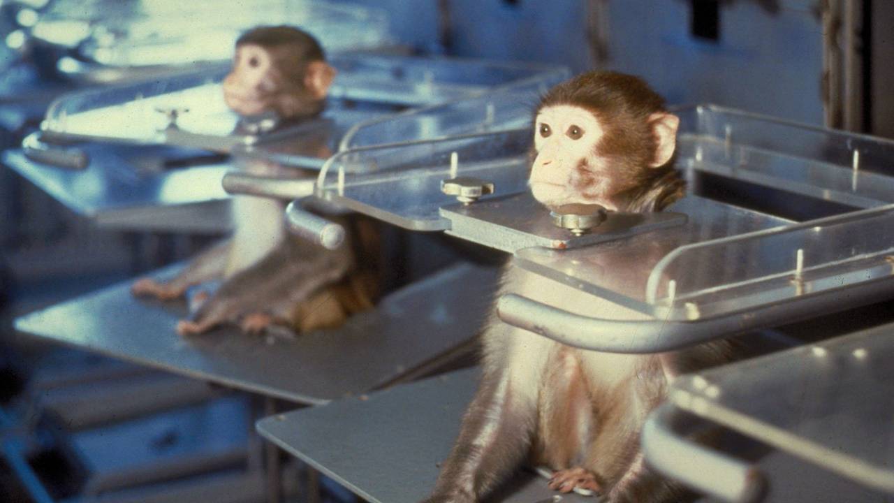 Hartelust verkoopt apen door aan laboratoria zoals Shering-Plough in Oss (Foto: ANP)