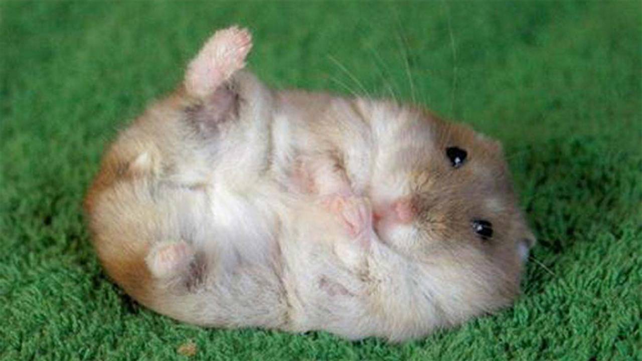 Een hamster