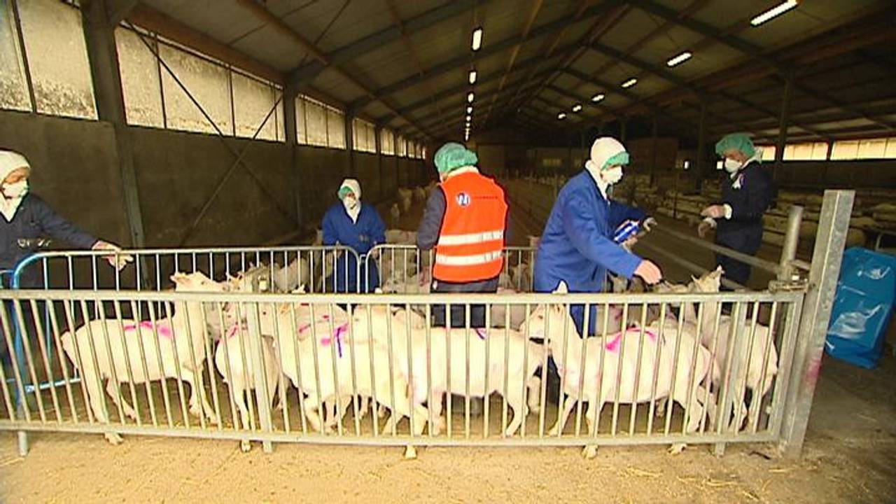 Q-koorts brak in 2007 uit.