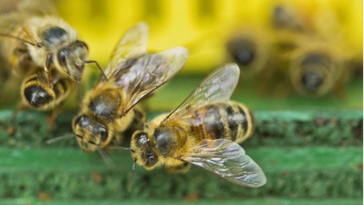 De kasten met bijen zijn in korte tijd weggehaald.