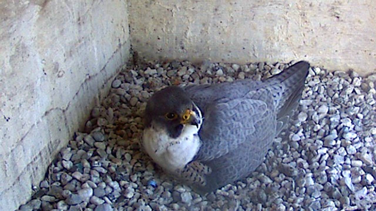 Bij ASML en op de toren van het provinciehuis en Bredase kerk zitten ook ieder jaar slechtvalken te broeden (foto: omroep Brabant).
