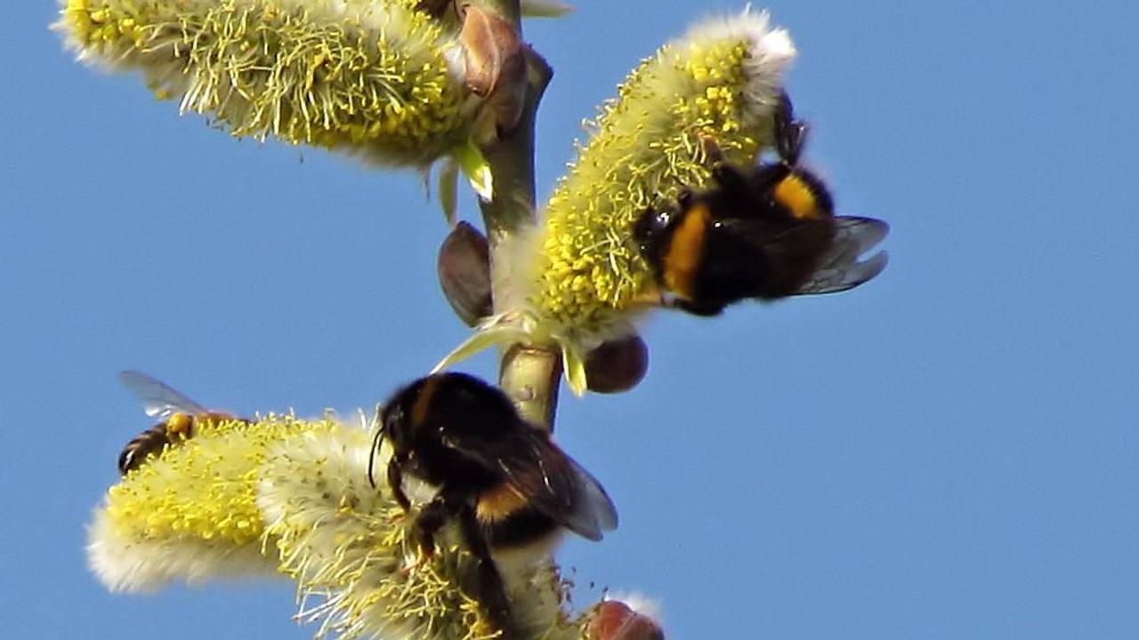 Provincie trekt de knip voor de bijen