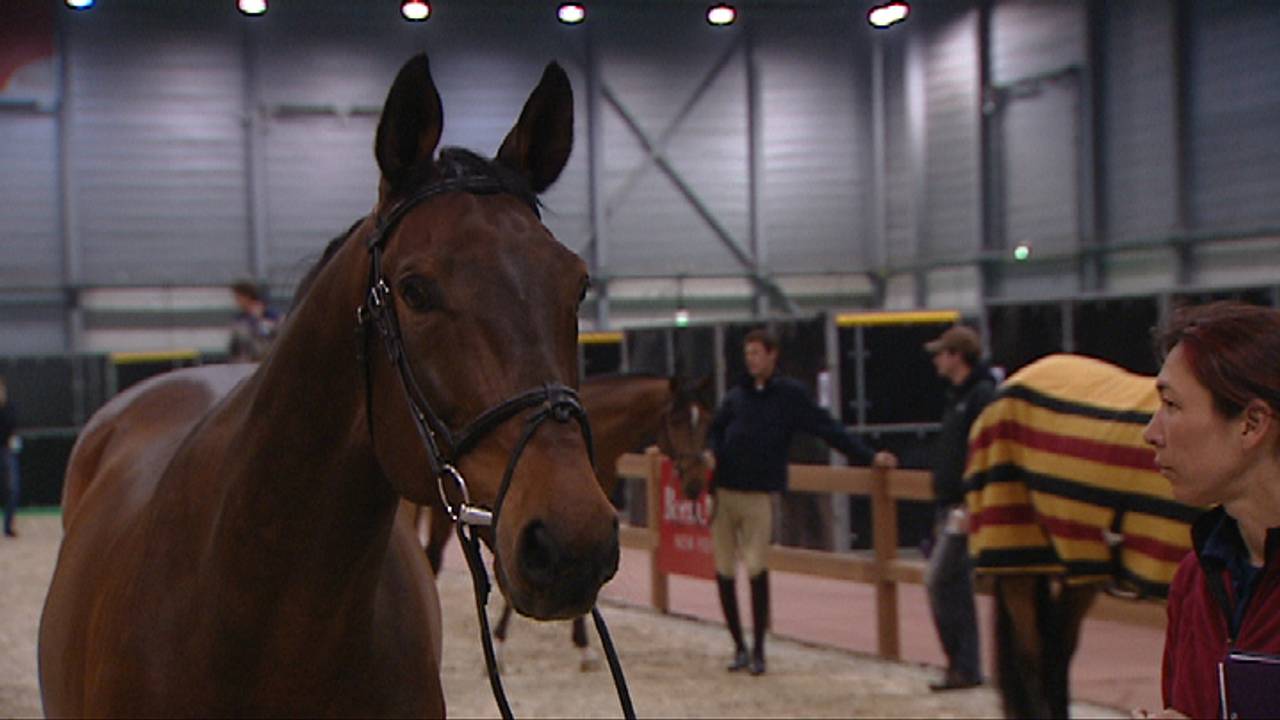 Paarden over de hele wereld doen mee aan Indoor Brabant.