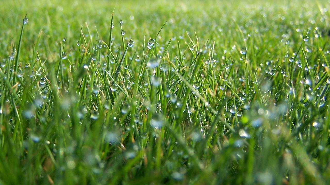 De buien van dit weekend zullen de natuur goed doen (foto: An Roelen Molenschot).