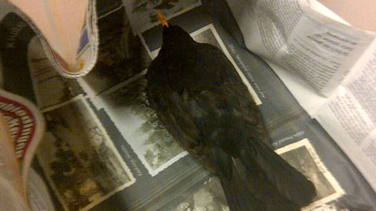 Foto: Twitpic wijkagent Mo Yakoub