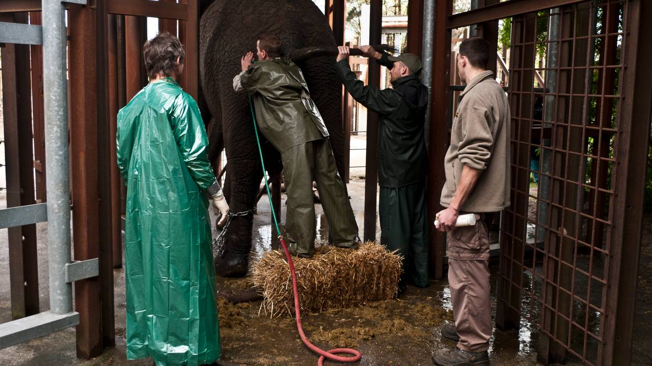 Pas na ruim een meter bereikt de dierenarts de baarmoeder.