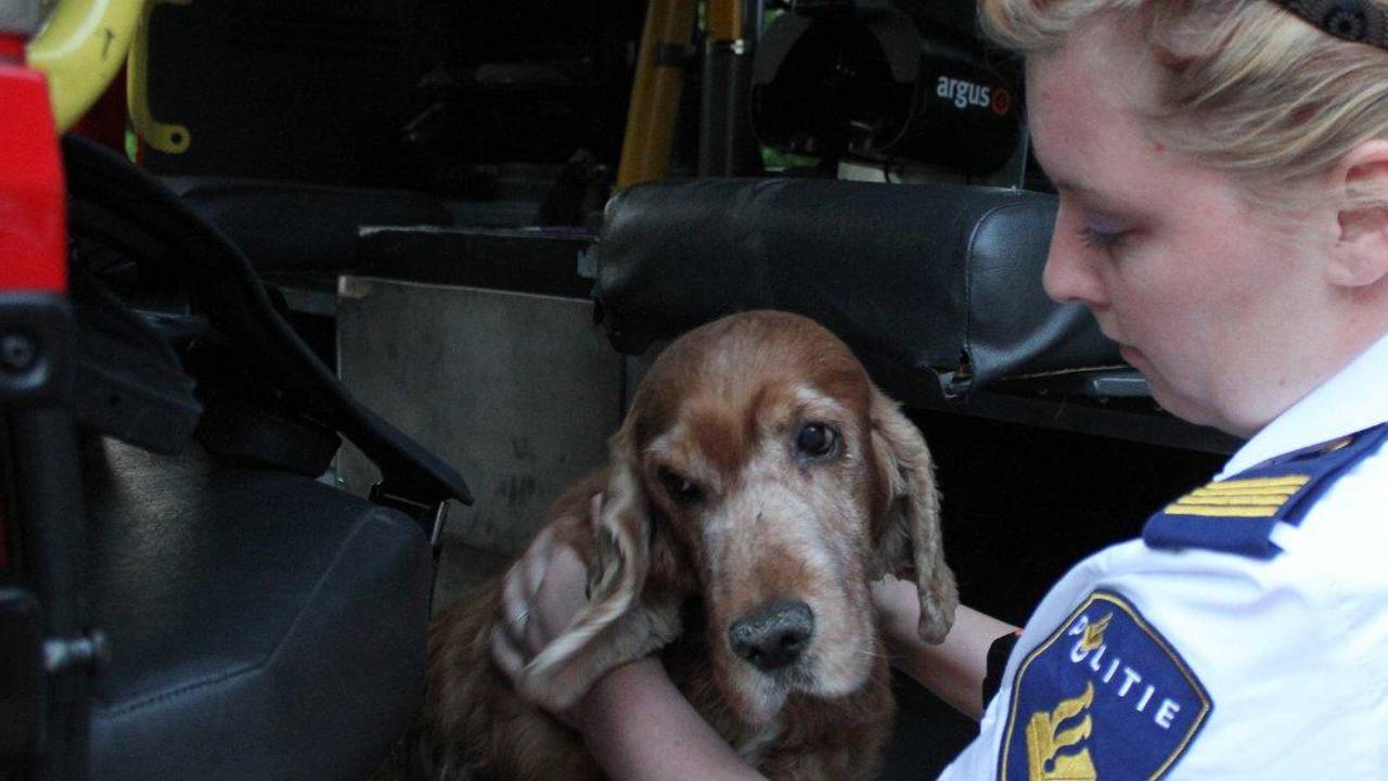 De geredde hond (foto: Bart Meesters)