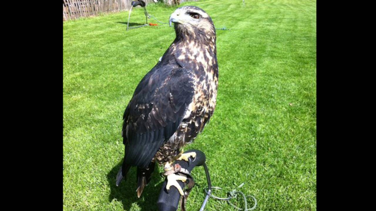 De jonge Chili-arend (Foto: De Oliemeulen)