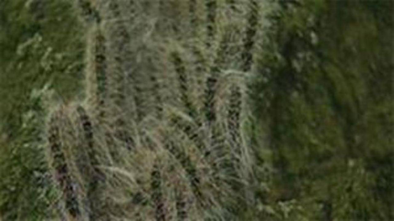 Eikenprocessierupsen (archieffoto)