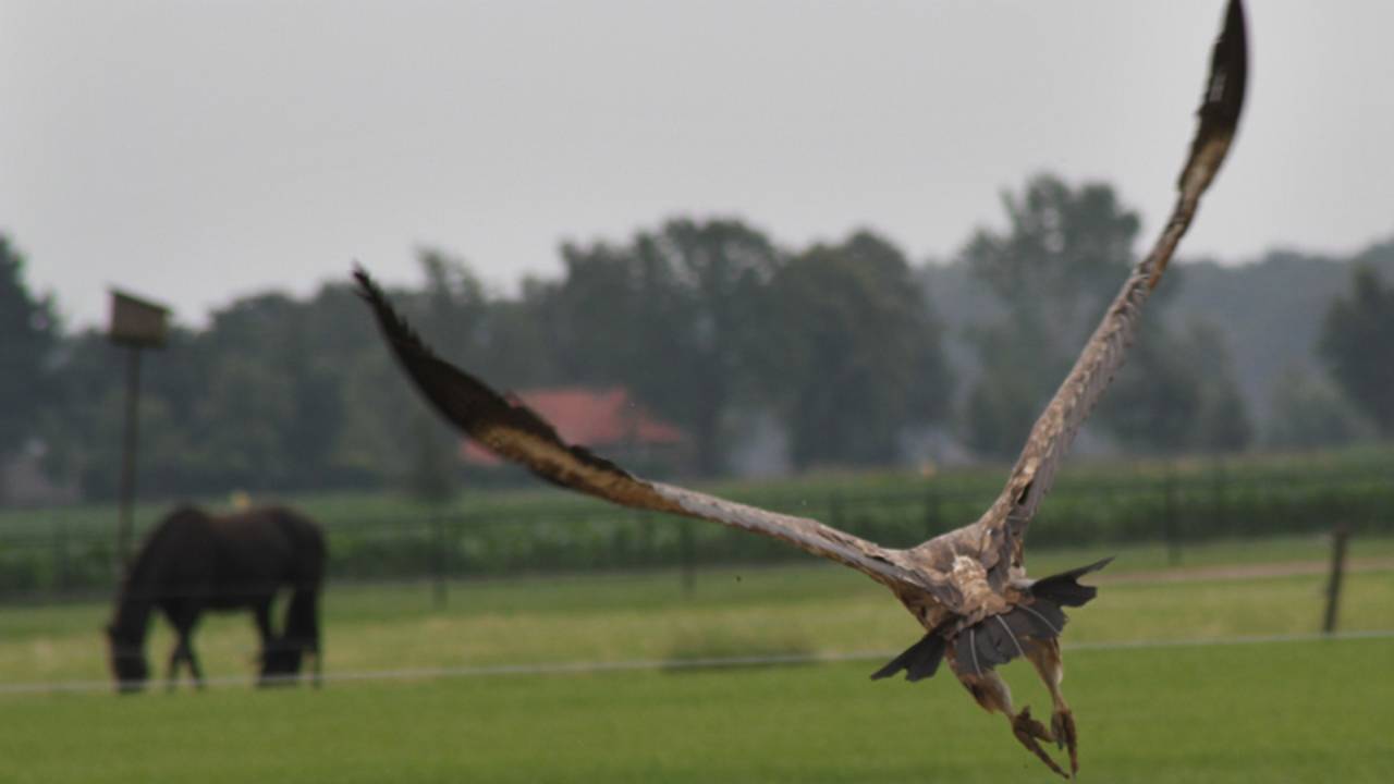 De vale gier slaat zijn vleugels uit (Foto: Marco van den Broek/SQ Vision)
