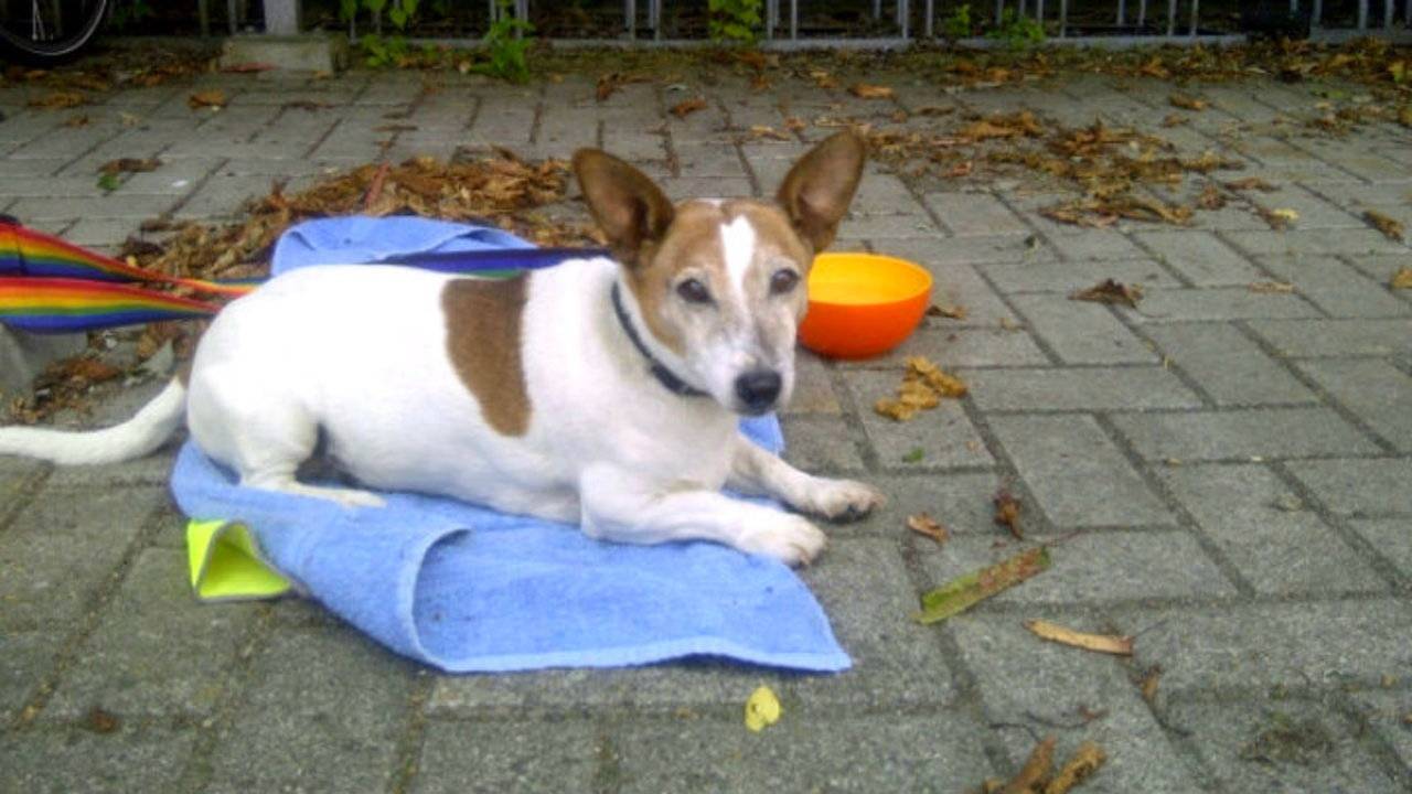 Van wie is deze hond?