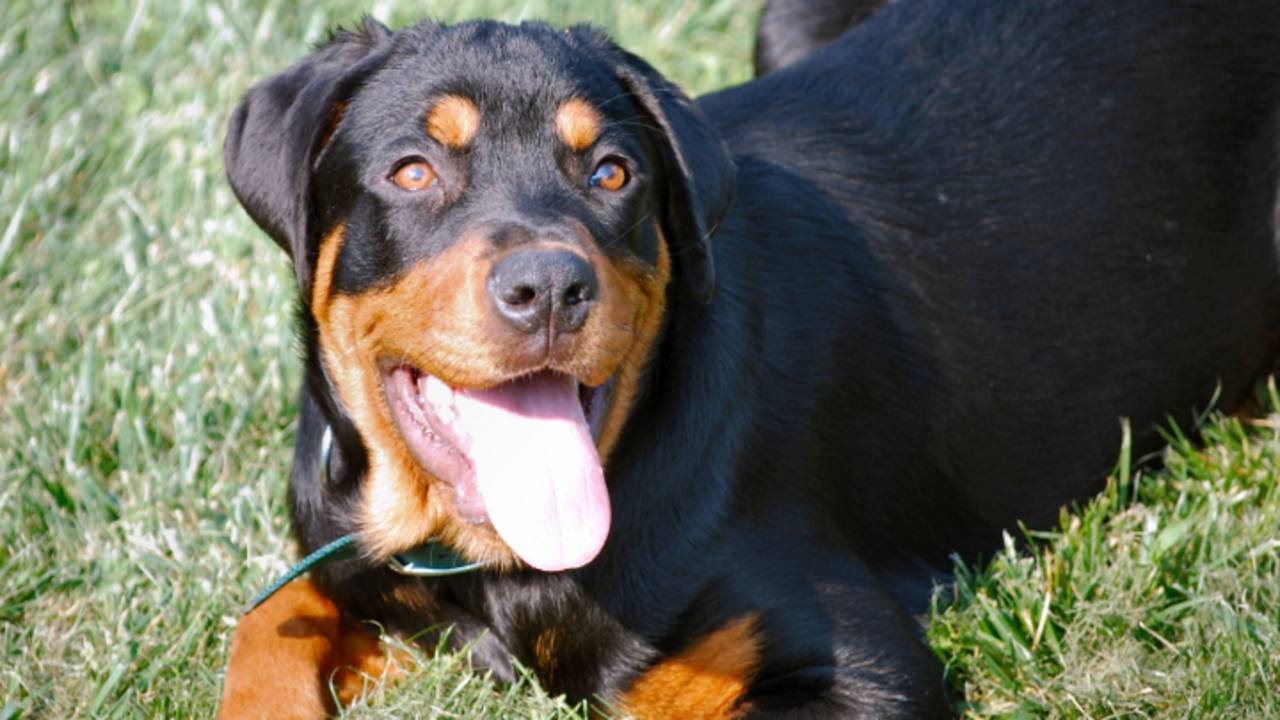 Archieffoto van Rottweiler