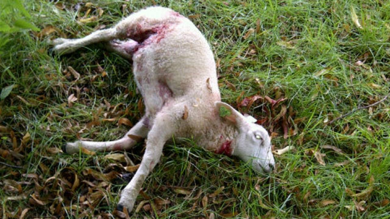 Hond bijt schapen dood. (Foto via Twitter: @DierenpolitieOB)