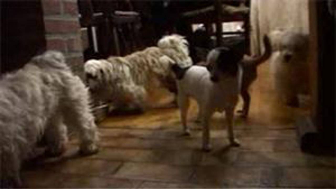 Weggehaalde hondel in Maashees