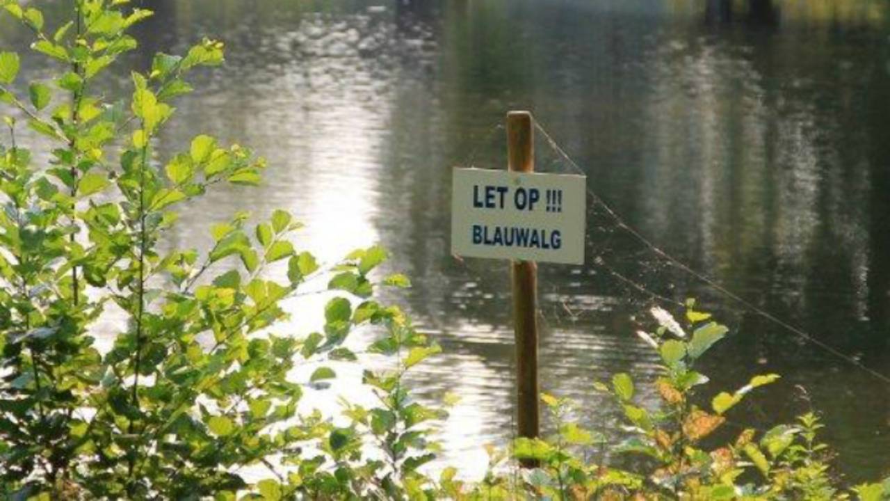 Elke zomer hebben veel vijvers en plassen last van blauwalg. (Foto: Martha Kivits)