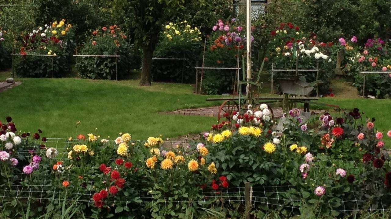 Zo zou de tuin eruit kunnen gaan zien.