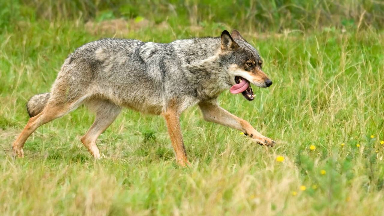 De wolf kan zich thuisvoelen in Zuidoost-Brabant (Foto Hugh Jansman, Alterra-WUR)