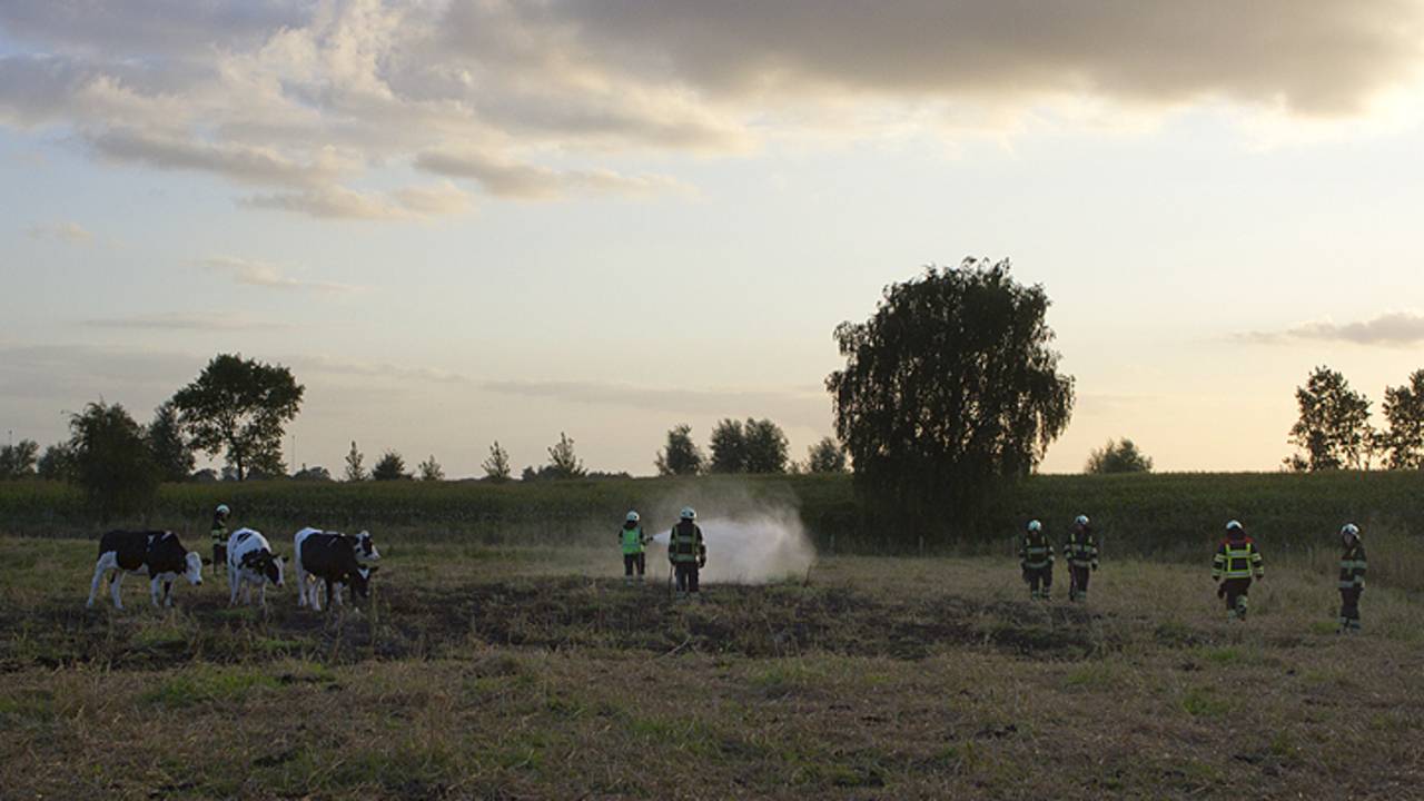 Brand tussen de koeien (foto: Sander van Gils / SQ Vision Mediaprodukties)