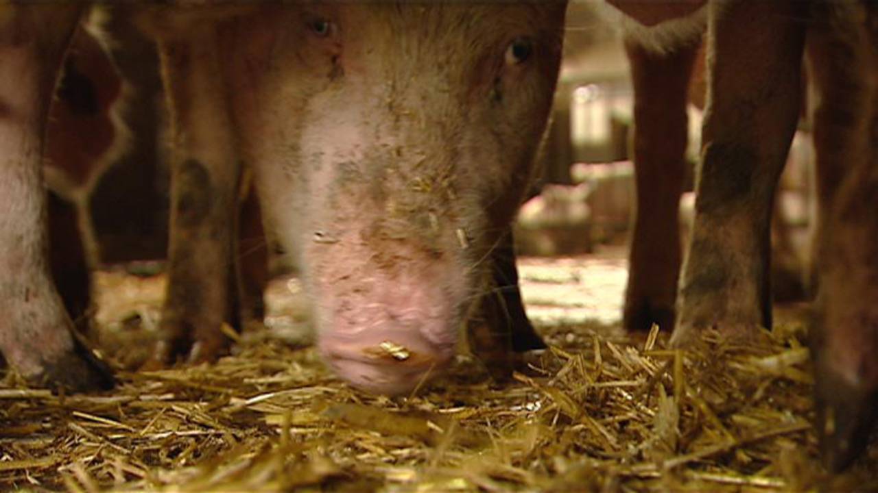 De kwestie in Huijgevoort liep hoog op, nu staat de varkensstal in Wintelre. (foto: archief).