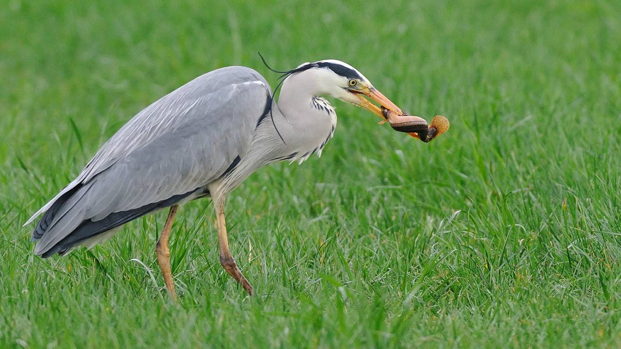Hap! De modderkruiper wordt steeds zeldzamer (foto: Marcel van de Kerkhof, Aarle-Rixtel)