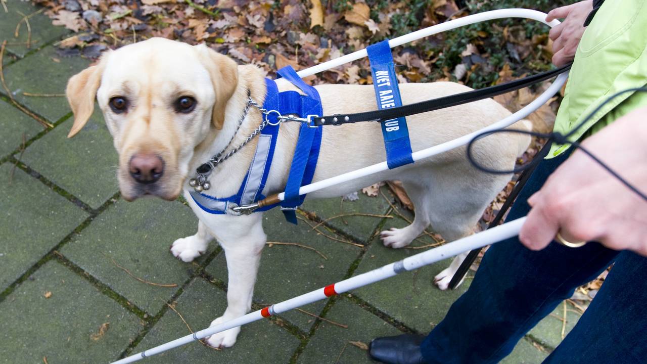 Een hulphond (foto: ANP)