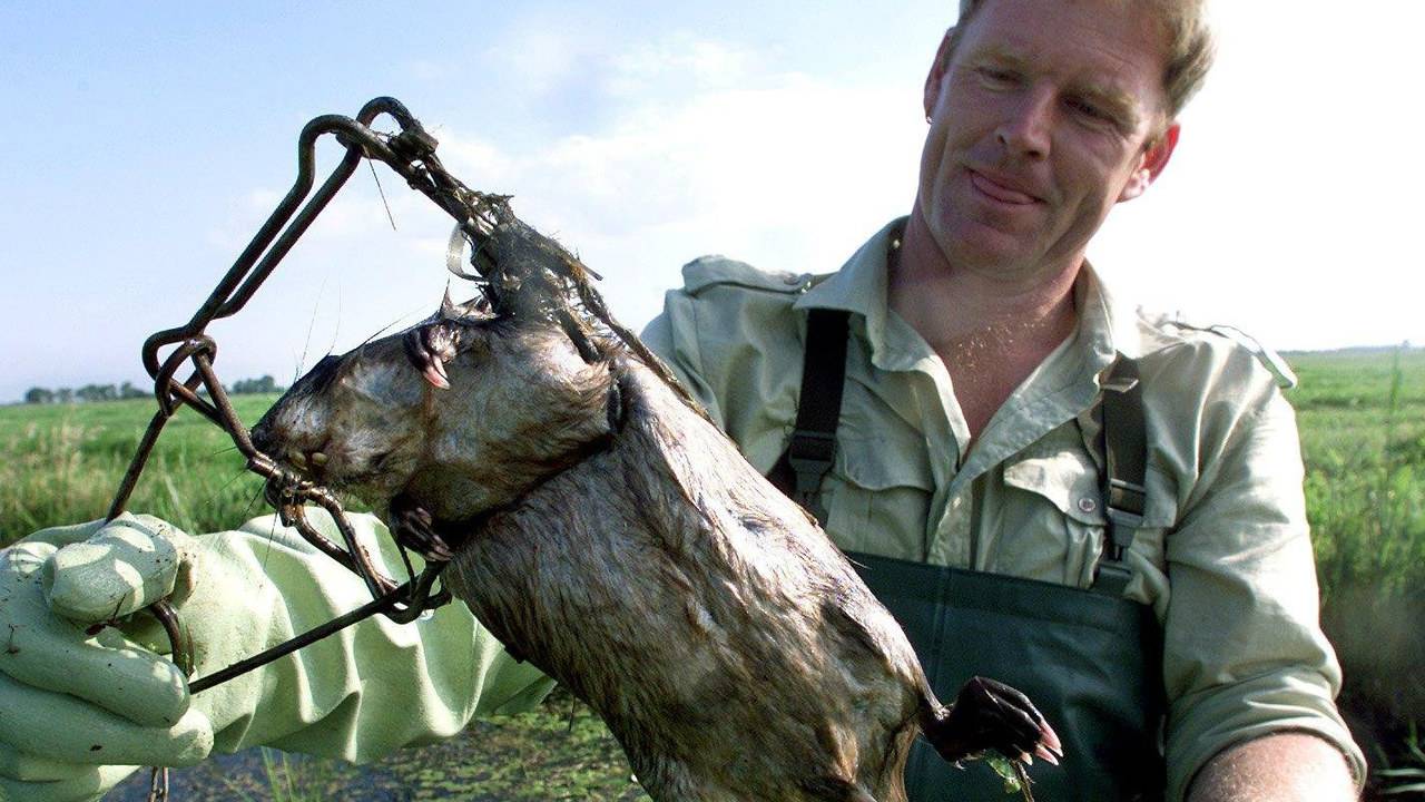 3253 muskusratten gevangen in Brabant