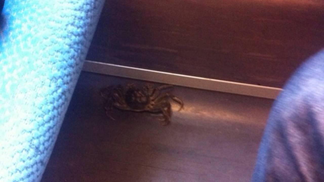 Loslopende krab in trein (bron: Dumpert)