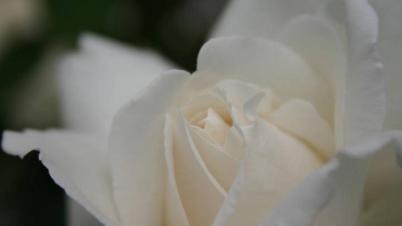 Van Hoof werd 72 jaar oud.