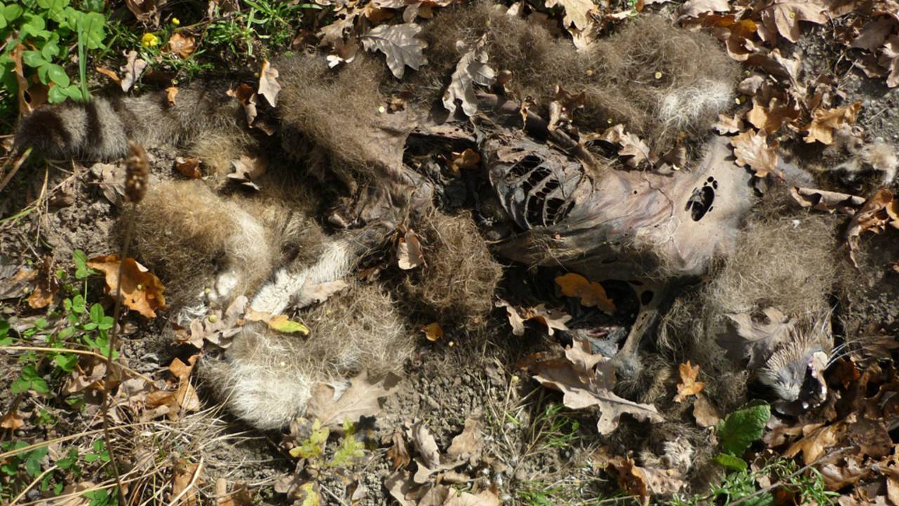 Het kadaver (foto: Ellen van Rijn)