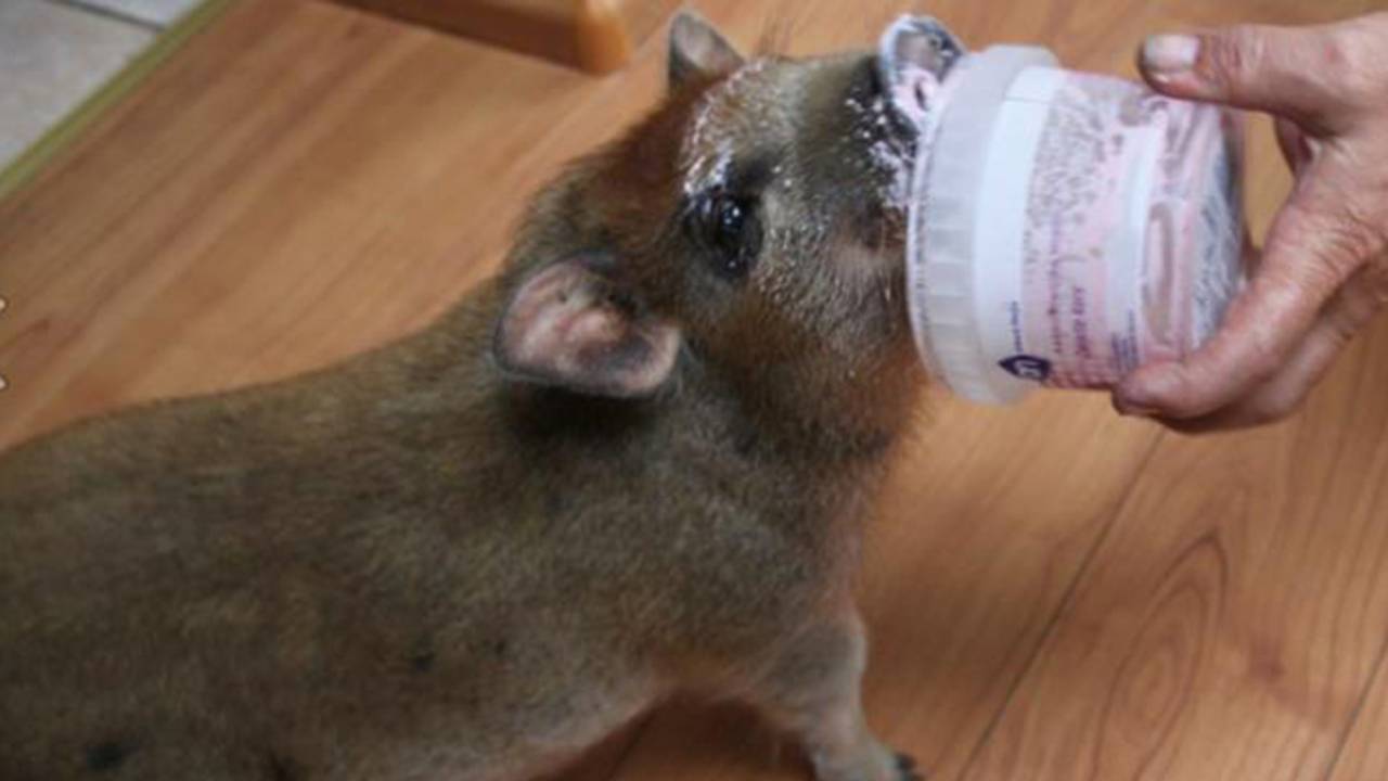 Wie eet met Fritske het minivarkentje kwark? (bron: Facebook)