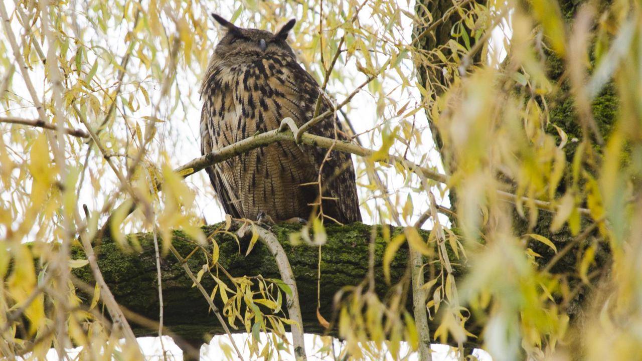 De oehoe, gekiekt door Wim Luijkx van het SintLucas in Boxtel.