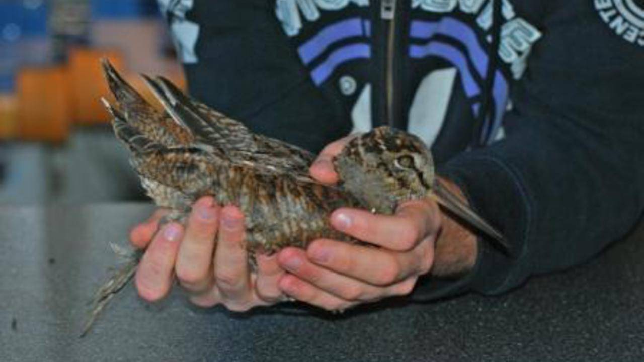 De Houtsnip die door het Vogelrevalidatiecentrum in Zundert is gered.