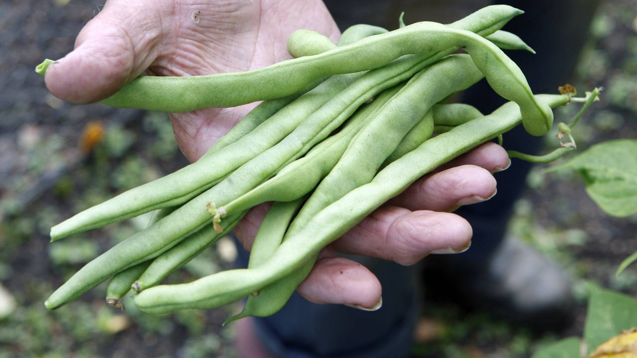 Sperziebonen voor het goede doel (foto: ANP)