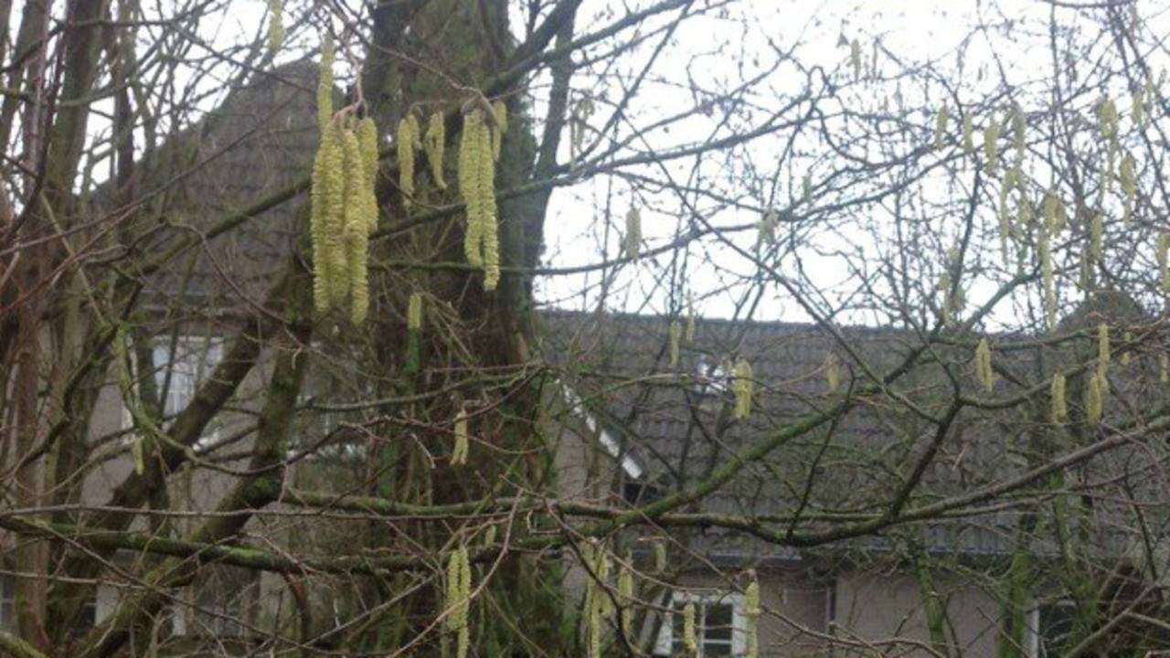 Ook in Nuenen staat de hazelaar al in bloei. (Foto: Marjola de Groot)