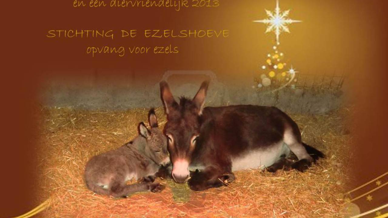 Inbrekers stelen van de ezeltjes