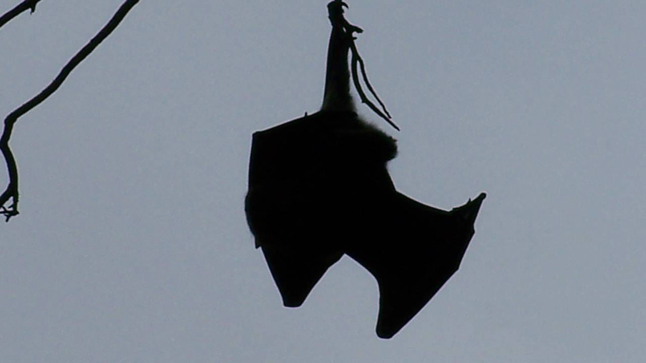 Foto: Wally Grom, Flickr